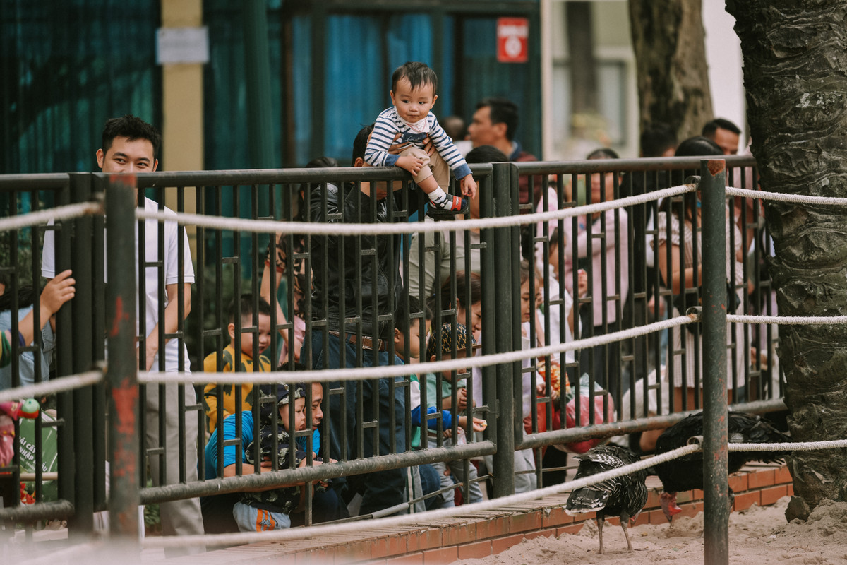Một em bé thích thú ngắm nhìn những chú chim tại vườn Bách thú Hà Nội.