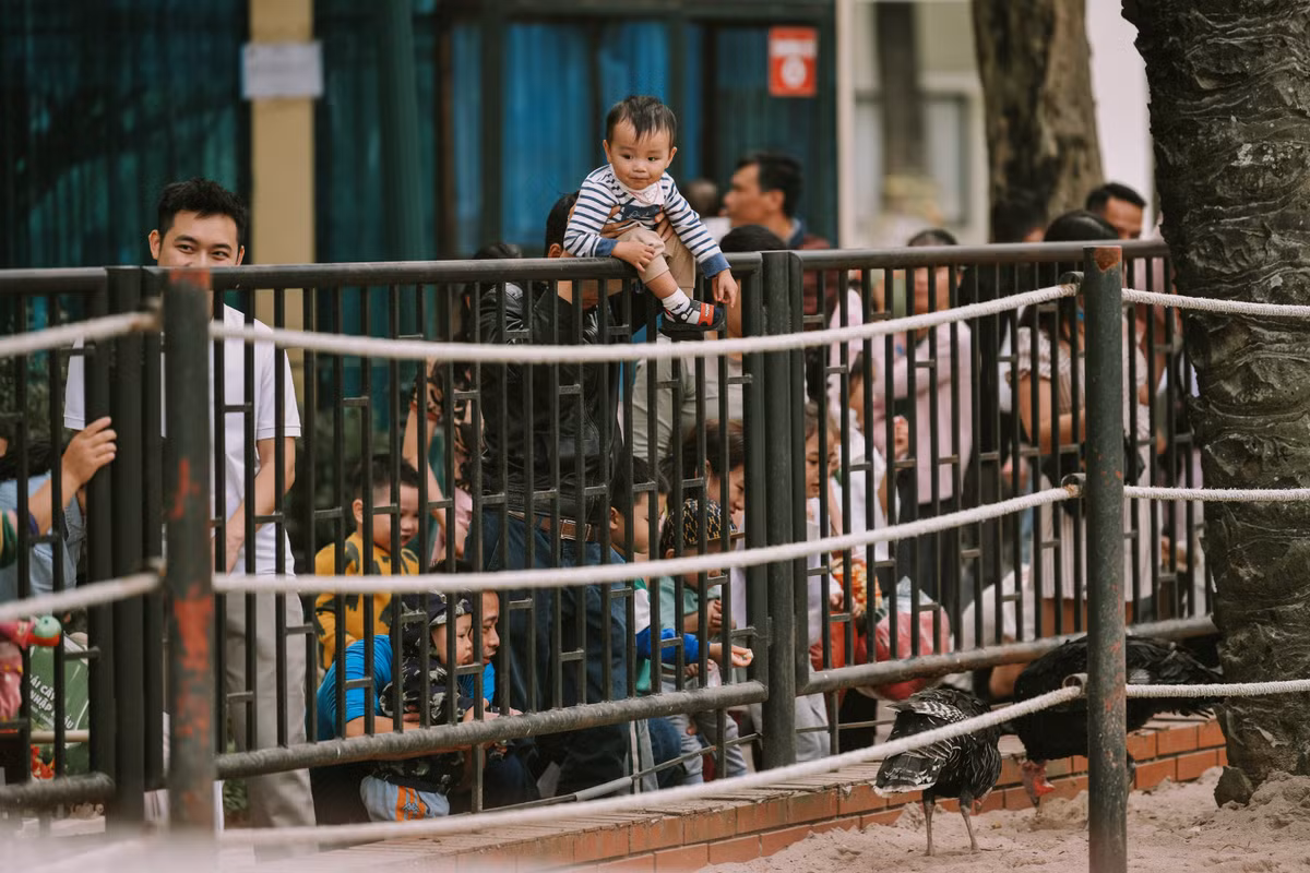 Một em bé thích thú ngắm nhìn những chú chim tại vườn Bách thú Hà Nội.