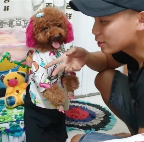 Không chỉ vậy, chú chó thông minh còn có khả năng làm toán trong phạm vi 10 số đếm. Nó dễ dàng hiểu và trả lời những câu hỏi như 1+1, 1+2 bằng cách sủa thành tiếng, số lần sủa đúng bằng kết quả của phép tính. Chủ nhân chú chó rất vui vì kĩ năng làm toán đáng ngạc nhiên này.