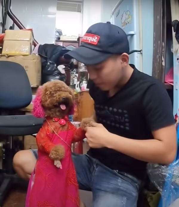 Đoạn video đăng tải lên mạng xã hội về chú chó làm toán này đã thu hút sự chú ý của đông đảo dân tình. Mọi người dành lời khen vì chú chó quá đáng yêu và thông minh. Mong rằng, ông chủ luôn yêu thương và bảo vệ chú chó cẩn thận.