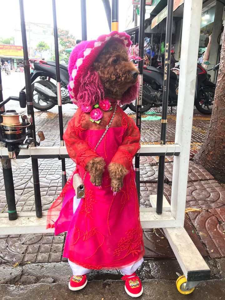 Xem Su như một thành viên trong gia đình, anh Thắng chia sẻ: "Lúc còn nhỏ Su bị đau, yếu lắm, bị ho cũi, viêm da, tích nước... Nuôi mà khả năng sống của bé chỉ còn khoảng 20%. Tháng mà Su bị đau anh chích cho Su 180 mũi/tháng. Mà rồi sống đến giờ thật sự anh thấy rất may mắn".