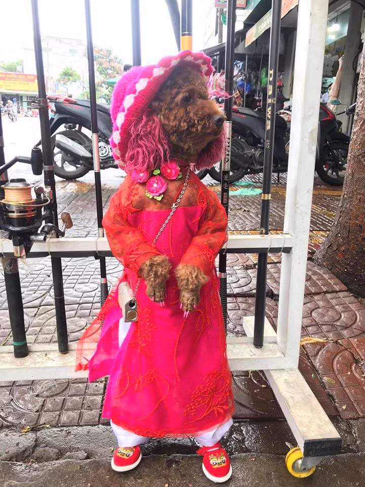 Xem Su như một thành viên trong gia đình, anh Thắng chia sẻ: "Lúc còn nhỏ Su bị đau, yếu lắm, bị ho cũi, viêm da, tích nước... Nuôi mà khả năng sống của bé chỉ còn khoảng 20%. Tháng mà Su bị đau anh chích cho Su 180 mũi/tháng. Mà rồi sống đến giờ thật sự anh thấy rất may mắn".