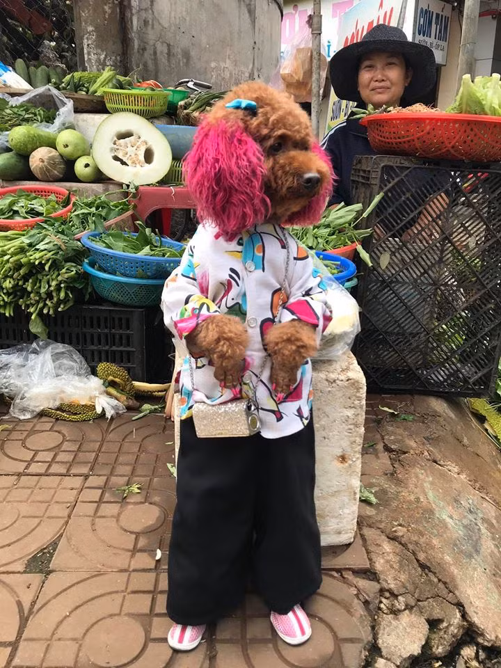 Theo anh Thắng cho biết, tính Su khá điềm tĩnh, đặt ở đâu sẽ ngồi yên ở đó, ngoan ngoãn và rất nghe lời chủ. Sự yêu thương của gia đình anh dành cho Su đã khiến "cô chó" này trở thành một trong những "cô chó" sướng nhất Việt Nam khi sở hữu tủ "đồ hiệu" với nhiều kiểu dáng, phong cách khác nhau.