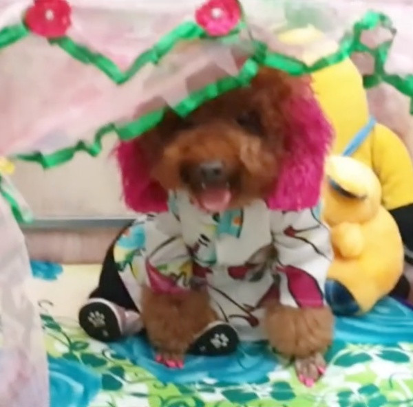 Chú chó cũng được ông chủ chăm sóc rất chu đáo, quần áo, váy vóc đều được tự may, đến phòng ngủ cũng được trang trí ấm cúng, xinh đẹp không khác gì công chúa khiến ai nấy đều trầm trồ.