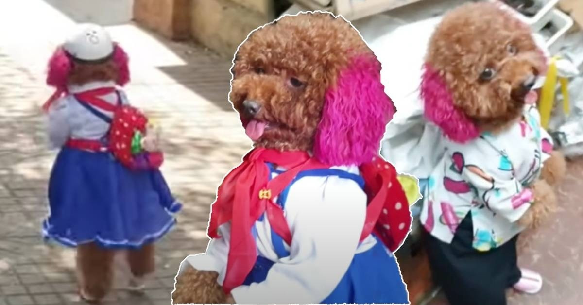 Anh Phan Tấn Thắng (25 tuổi), chủ nuôi hiện tại của Su cho biết: "Anh nuôi bé Su tới hiện tại bây giờ là gần 4 năm rưỡi. Anh huấn luyện bé Su là từ hồi 3 tháng đến bây giờ, trong vòng khoảng 1 năm thôi bé Su đã có khả năng đi bằng 2 chân".