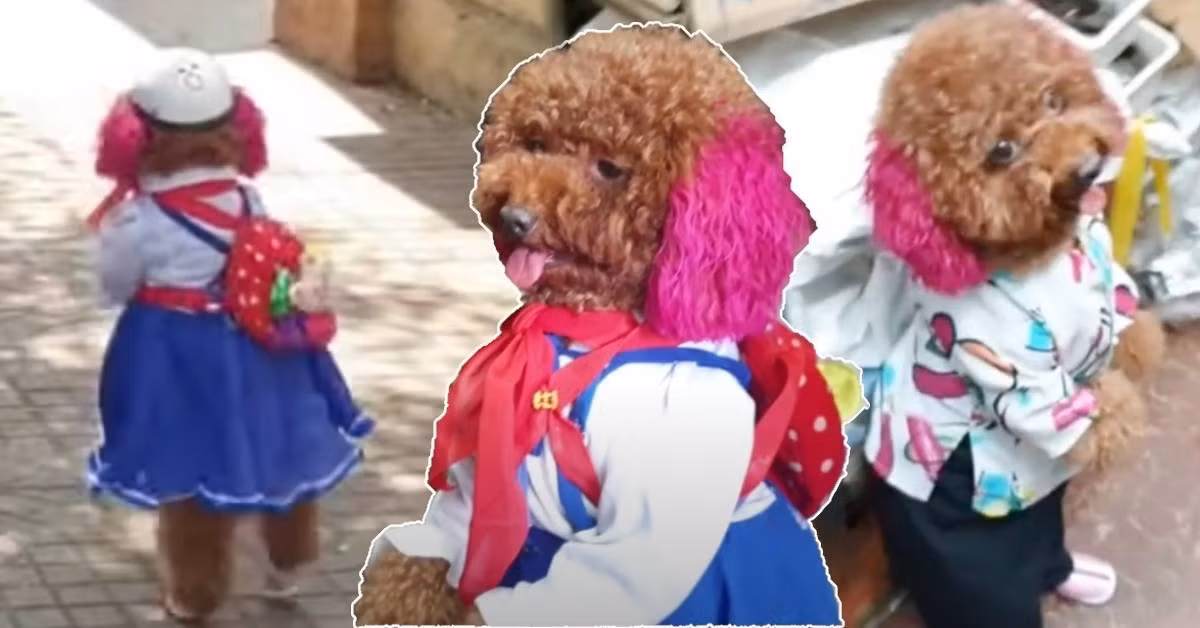 Anh Phan Tấn Thắng (25 tuổi), chủ nuôi hiện tại của Su cho biết: "Anh nuôi bé Su tới hiện tại bây giờ là gần 4 năm rưỡi. Anh huấn luyện bé Su là từ hồi 3 tháng đến bây giờ, trong vòng khoảng 1 năm thôi bé Su đã có khả năng đi bằng 2 chân".