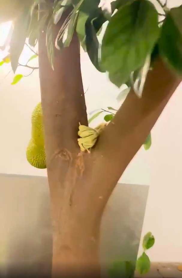 Bên trong nhà là nội thất vô cùng sang trọng với phong cách tân cổ điển, mọi món đồ đều rất cầu kỳ và toát lên "mùi tiền".