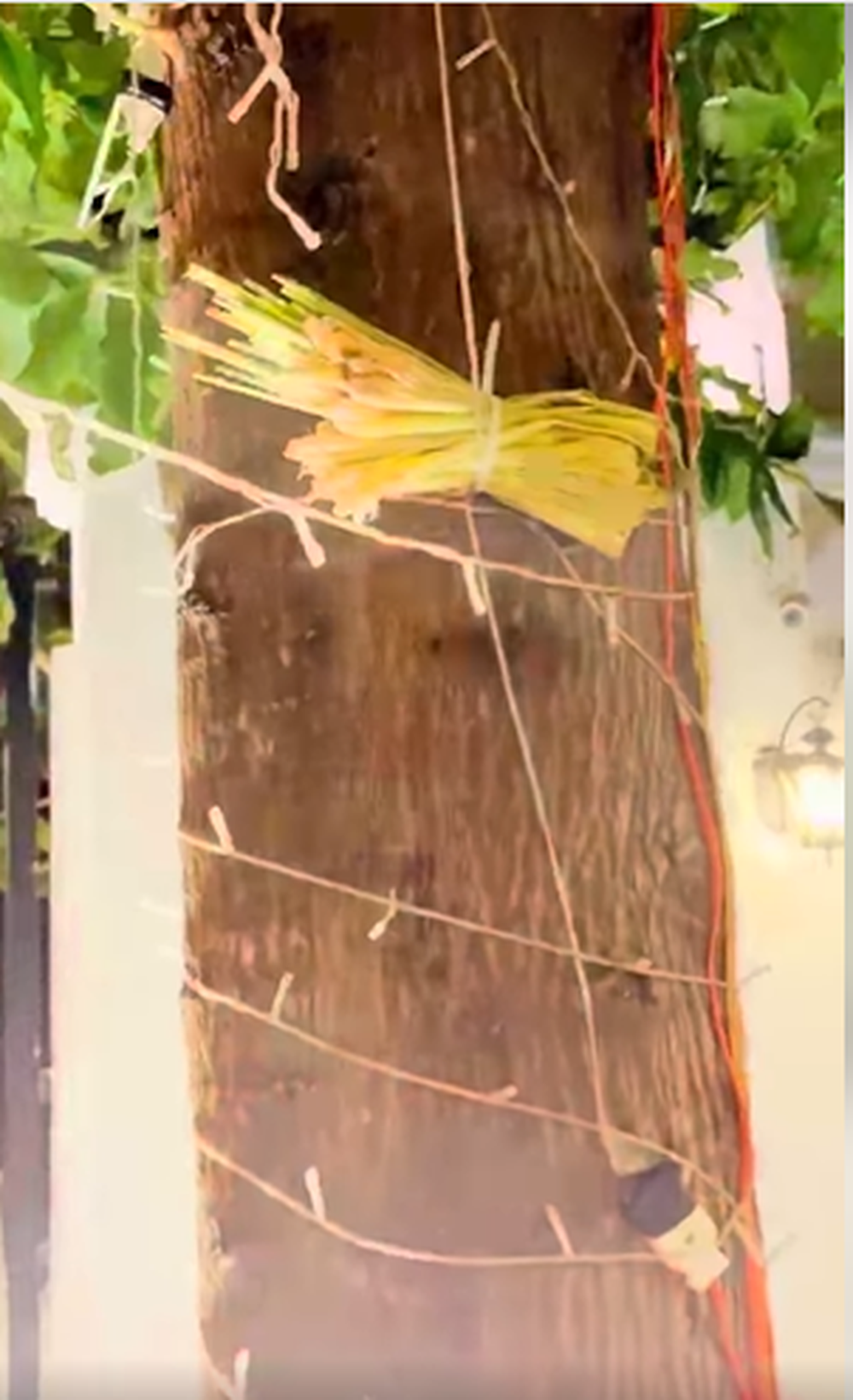 Thấy vợ sợ rắn, doanh nhân Nguyễn Quốc Vũ liền mua sả về trồng từng chậu, treo lên cây xung quanh căn biệt thự.