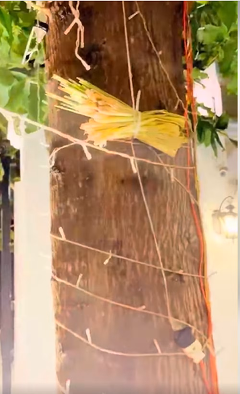 Thấy vợ sợ rắn, doanh nhân Nguyễn Quốc Vũ liền mua sả về trồng từng chậu, treo lên cây xung quanh căn biệt thự.