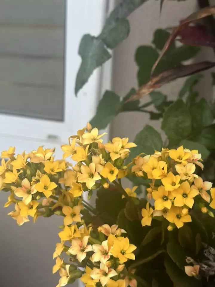 Trong vườn, đại gia Thắng Ngô và vợ trồng vô làn các loại hoa.