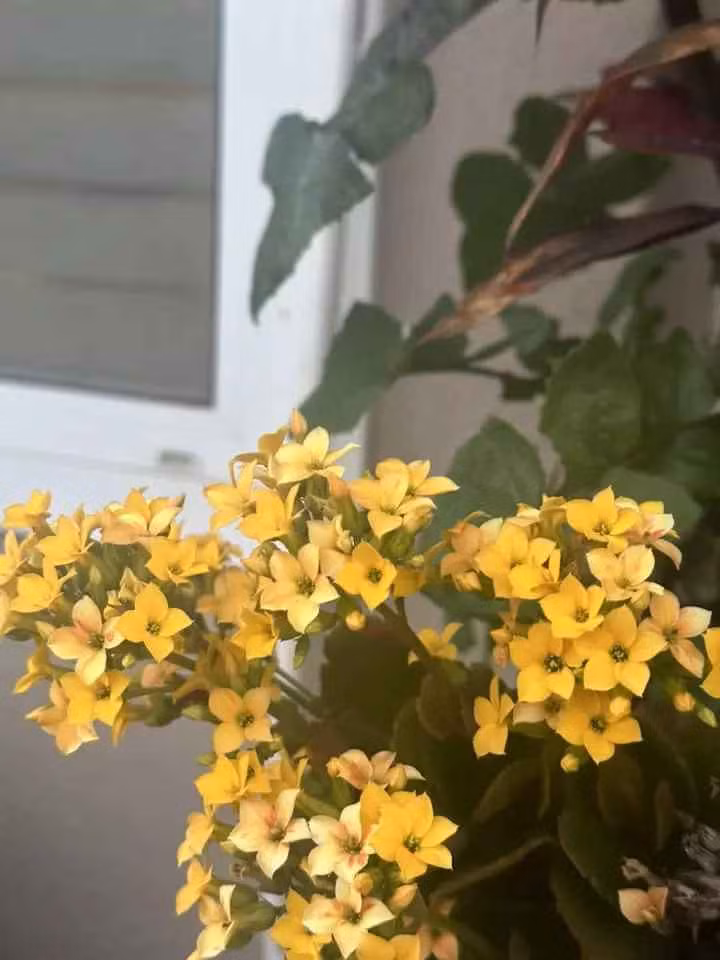 Trong vườn, đại gia Thắng Ngô và vợ trồng vô làn các loại hoa.