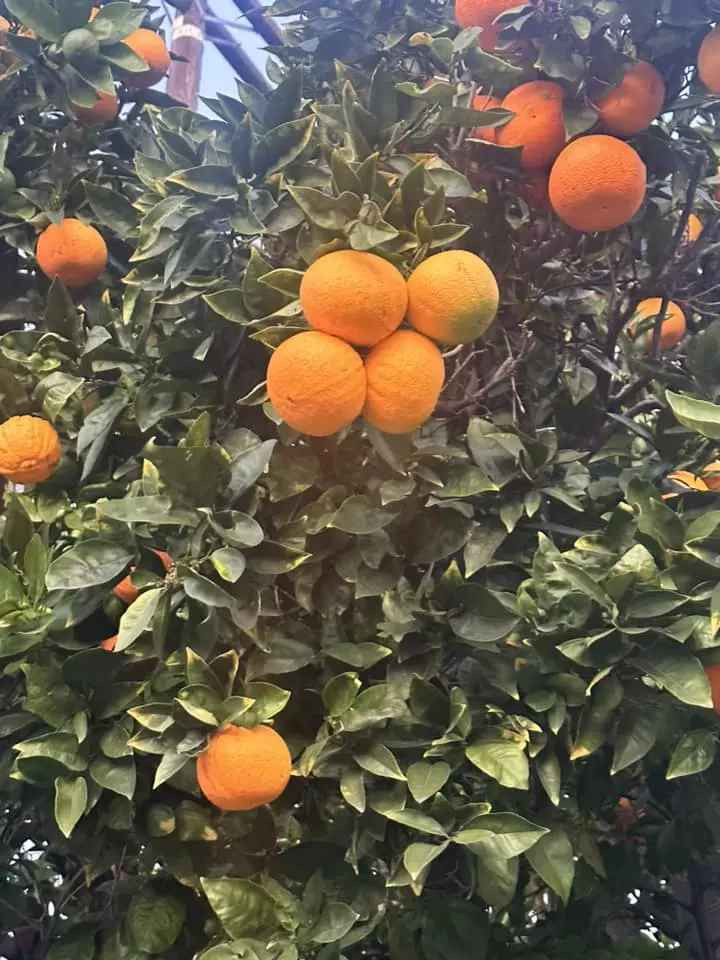 Khu vườn được trồng nhiều loại trái cây nhiệt đới như cam, bơ, lê... nhằm phục vụ cho nhu cầu của gia đình.