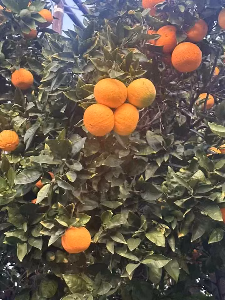 Khu vườn được trồng nhiều loại trái cây nhiệt đới như cam, bơ, lê... nhằm phục vụ cho nhu cầu của gia đình.