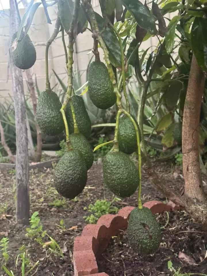 Có thể thấy không gian sống của nữ ca sĩ rất rộng rãi, xanh mát.