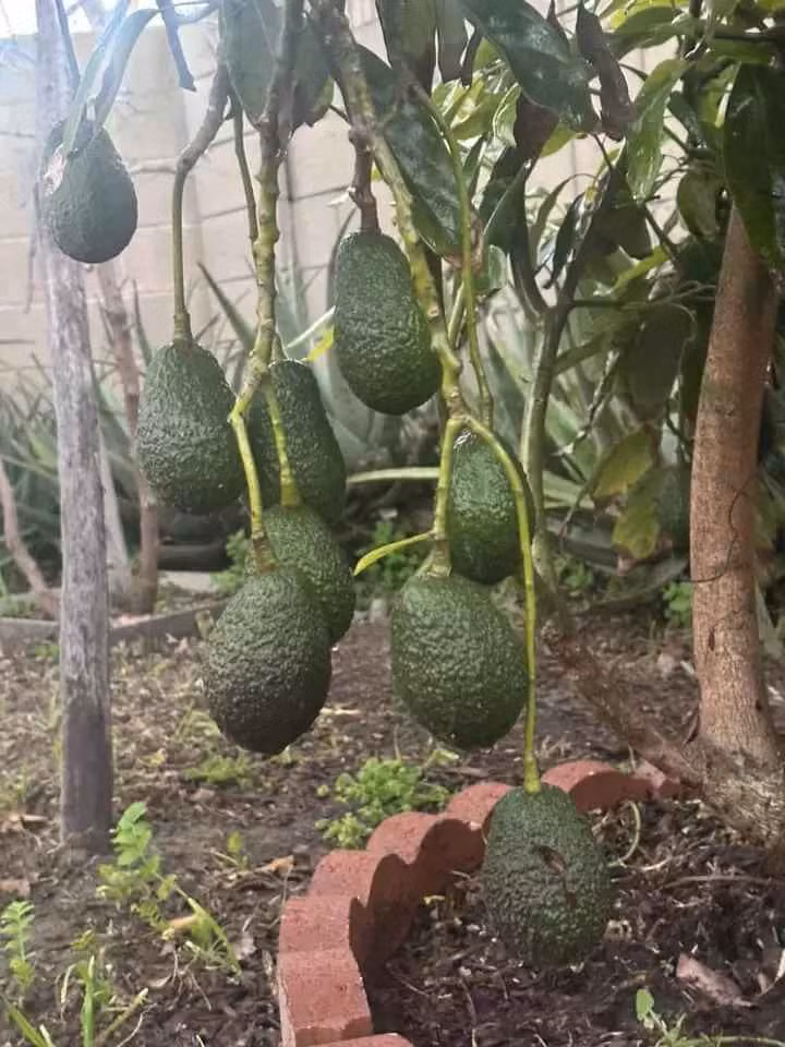 Có thể thấy không gian sống của nữ ca sĩ rất rộng rãi, xanh mát.