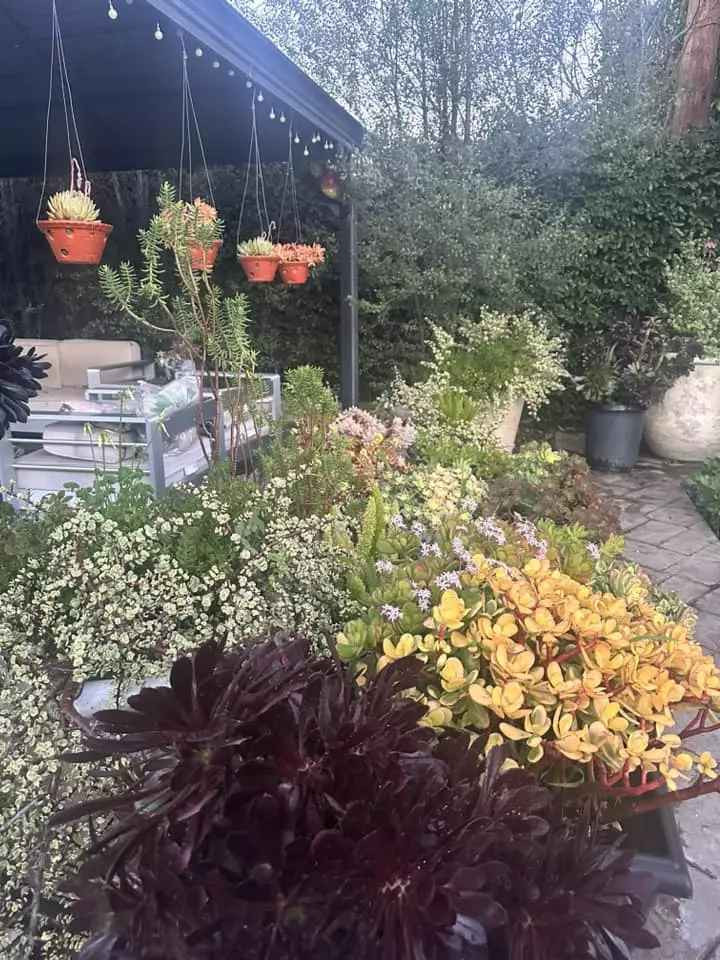 Loạt ảnh ghi lại vườn tược ngập tràn hoa trái của vợ "vua cá Koi", khiến người xem thích thú.