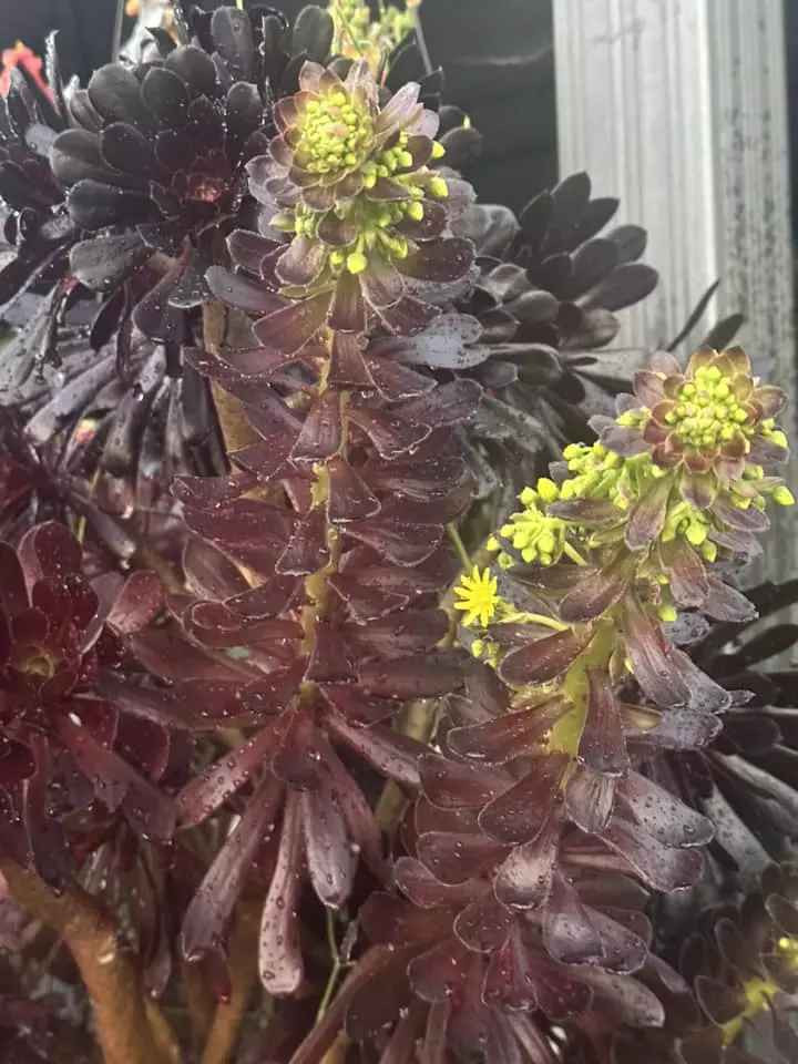 Một góc bên trong biệt phủ sang trọng, "sặc mùi tiền" của gia đình Hà Thanh Xuân.