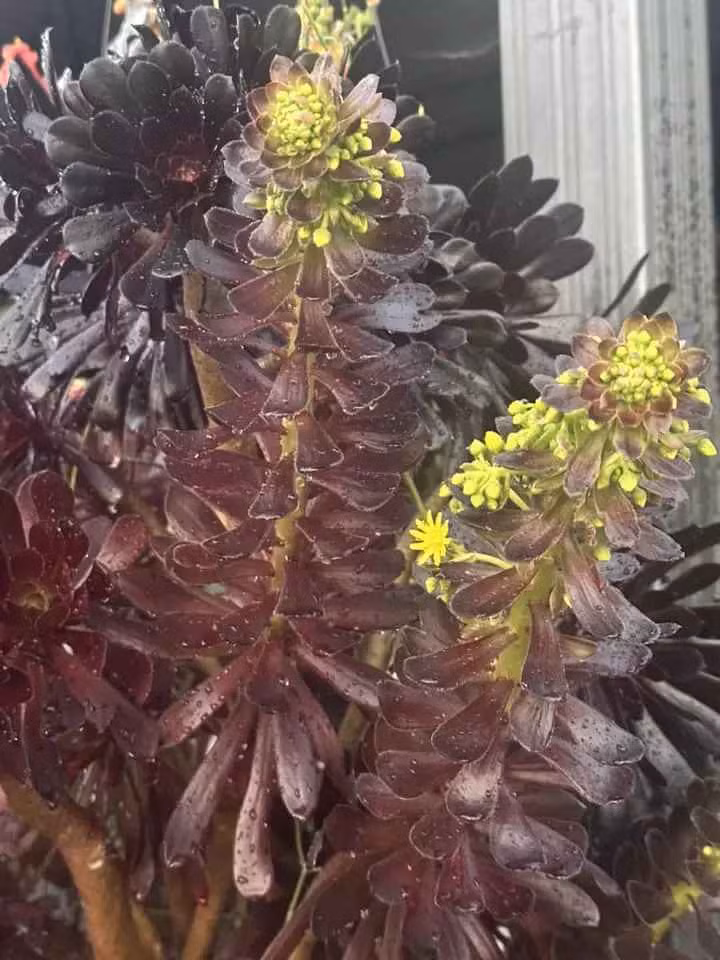 Một góc bên trong biệt phủ sang trọng, "sặc mùi tiền" của gia đình Hà Thanh Xuân.