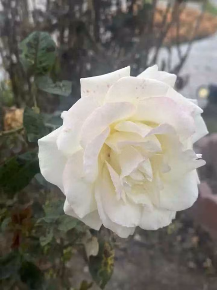 Bên cạnh những loại hoa thì đặc sắc nhất trong vườn của biệt phủ Vua cá Koi Thắng Ngô có lẽ là dàn hồng trắng.