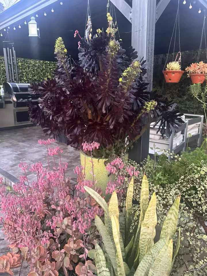 Vườn nhà đại gia cá Koi - Thắng Ngô có nhiều loại cây, hoa, được sắp xếp khá khoa học, không gian mướt mắt và thoáng đãng.