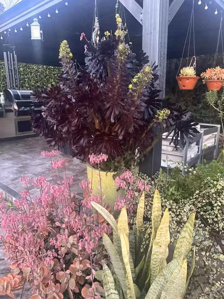 Vườn nhà đại gia cá Koi - Thắng Ngô có nhiều loại cây, hoa, được sắp xếp khá khoa học, không gian mướt mắt và thoáng đãng.