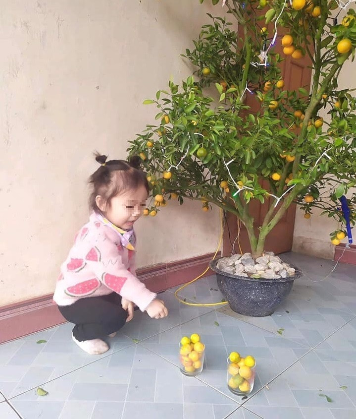 Mới đây, một người dùng mạng đã chia sẻ hình ảnh một bé gái "phá tan tành" cây quất của gia đình với lời chú thích hài hước: "Đừng bao giờ để tôi ở nhà một mình rồi đi đú đởn với nhau nhé".