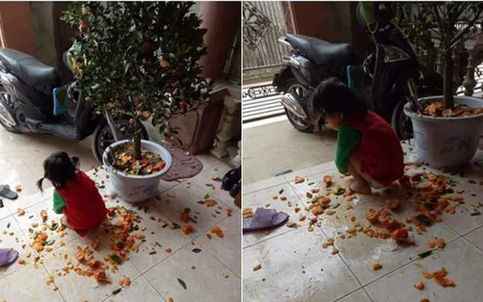 Bức ảnh cô nhóc phá nát cây quất gây bão mạng xã hội dịp Tết.