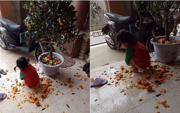 Bức ảnh cô nhóc phá nát cây quất gây bão mạng xã hội dịp Tết.