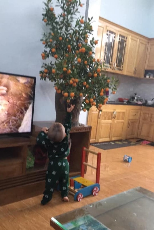 Thế nhưng, chọn được những chậu cây ưng í rồi, cha mẹ lại nơm nớp lo sợ chúng sẽ không còn nguyên vẹn, bởi lũ nhóc tinh quái ở nhà sẽ vặt trụi bất cứ lúc nào.