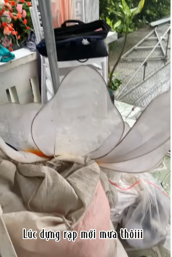 Thế nhưng, đúng ngày tổ chức lễ cưới lại mưa rất to. Ngay cả rạp cưới, cổng hoa cũng ngập trong biển nước cao gần 1 mét.