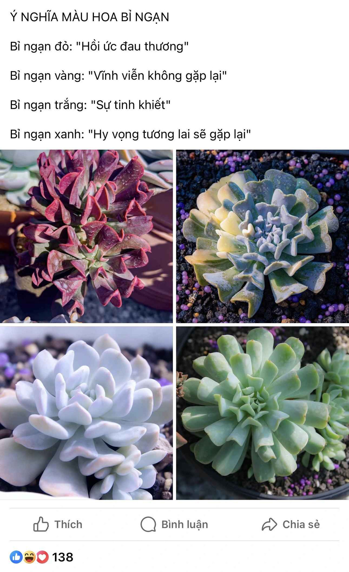 Thậm chí “ý nghĩa hoa bỉ ngạn” còn trở thành từ khóa tìm kiếm phổ biến, khiến nhiều người tò mò.