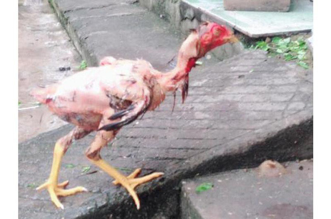 Làm thịt gà là cả một nghệ thuật và người thực hiện nó cần phải có kỹ năng để cắt tiết sao cho đẹp, làm lông sao cho sạch, luộc sao cho chín đều, màu đẹp và chặt sao cho vừa miếng.