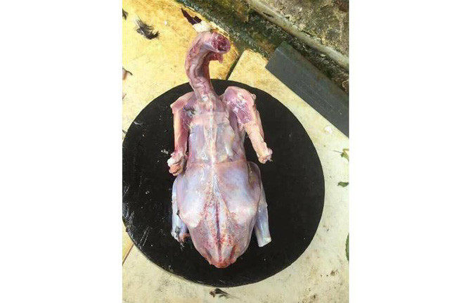 Lần đầu vào bếp mổ gà. Vặt lông xong rồi nhưng da của con gà đâu.