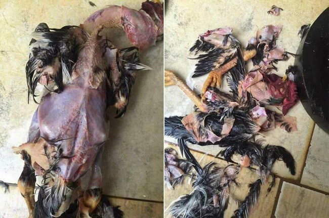 Khi vặt lông là một cực hình.