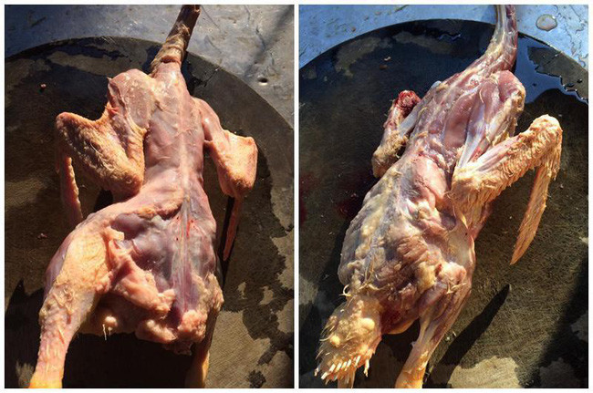 Cũng chính vì thế mà mỗi dịp Tết lễ đối với nhiều người lại trở thành một thảm cảnh. Cứ về ra mắt nhà người yêu hay nhà chồng nhà vợ mà được phân công làm gà làm vịt là thôi rồi lượm ơi!