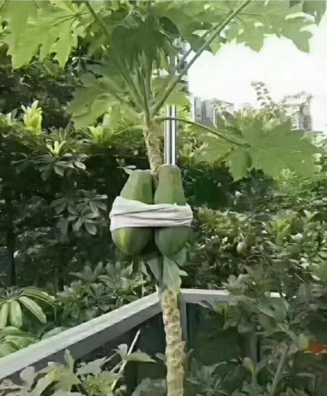 Cụ thể, netizen chia sẻ những bức ảnh bảo vệ tài sản từ những trái cây trong vườn cho đến đàn gà đều được buộc và đưa đến nơi an toàn.