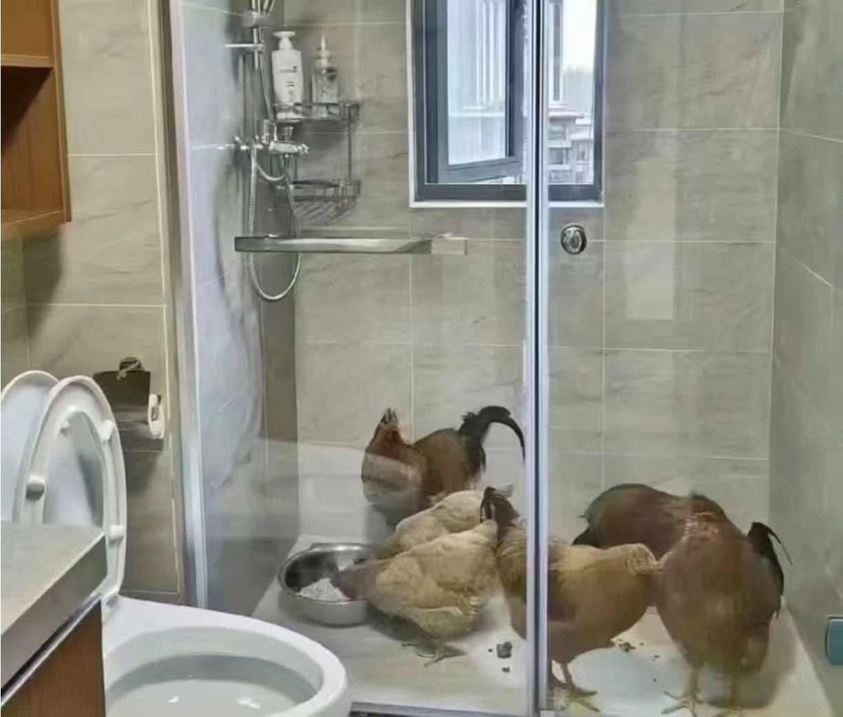 Cảnh đàn gà được nhốt vào nhà vệ sinh thay chuồng trước bão số 3 Yagi đổ bộ đất liền.