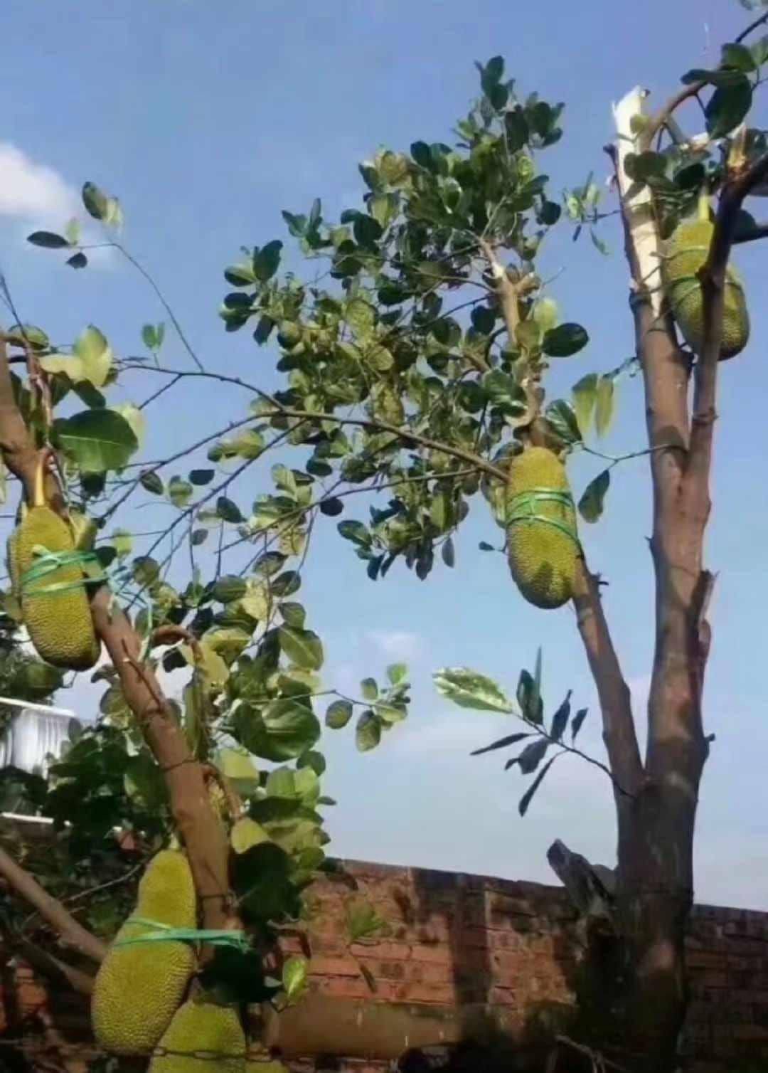 Những nhà có cây ăn quả đều chằng buộc cẩn thận.