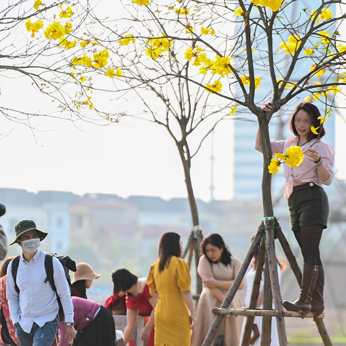 Thậm chí, có chị em còn không tiếc trèo hẳn lên cây hay hàng rào bảo vệ cây để đến gần hơn với những bông hoa rực rỡ.