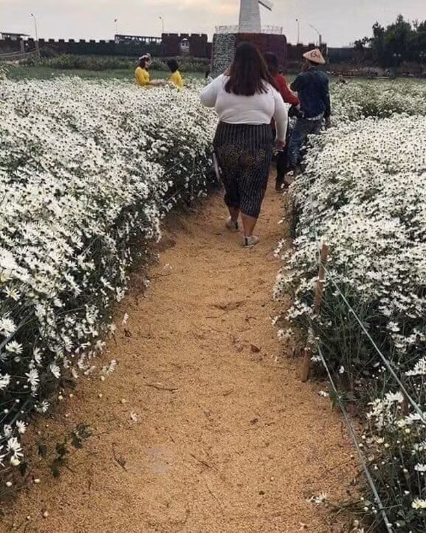 Trước đó, mạng xã hội cũng bức xúc chia sẻ hình ảnh cô gái tạo dáng kém duyên khi chụp ảnh với cúc họa mi.