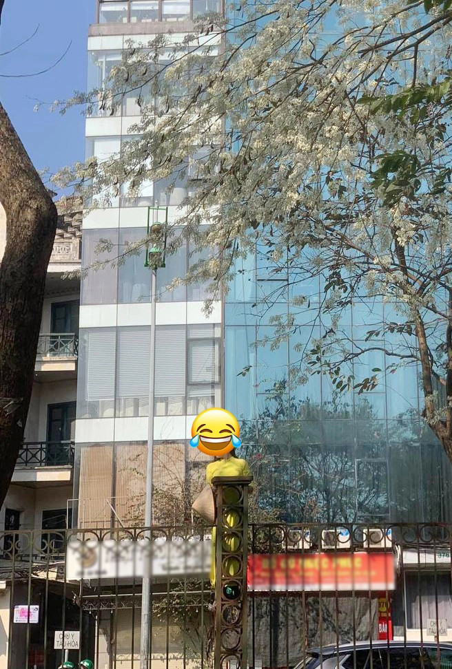 Có lẽ vì đặc trưng của loài hoa sưa mọc tít trên ngọn cao nên nếu chỉ đứng dưới đất sẽ không thể bắt được các khoảnh khắc bên những bông hoa. Do đó, cô gái này đã chấp nhận hi sinh bản thân vì nghệ thuật.