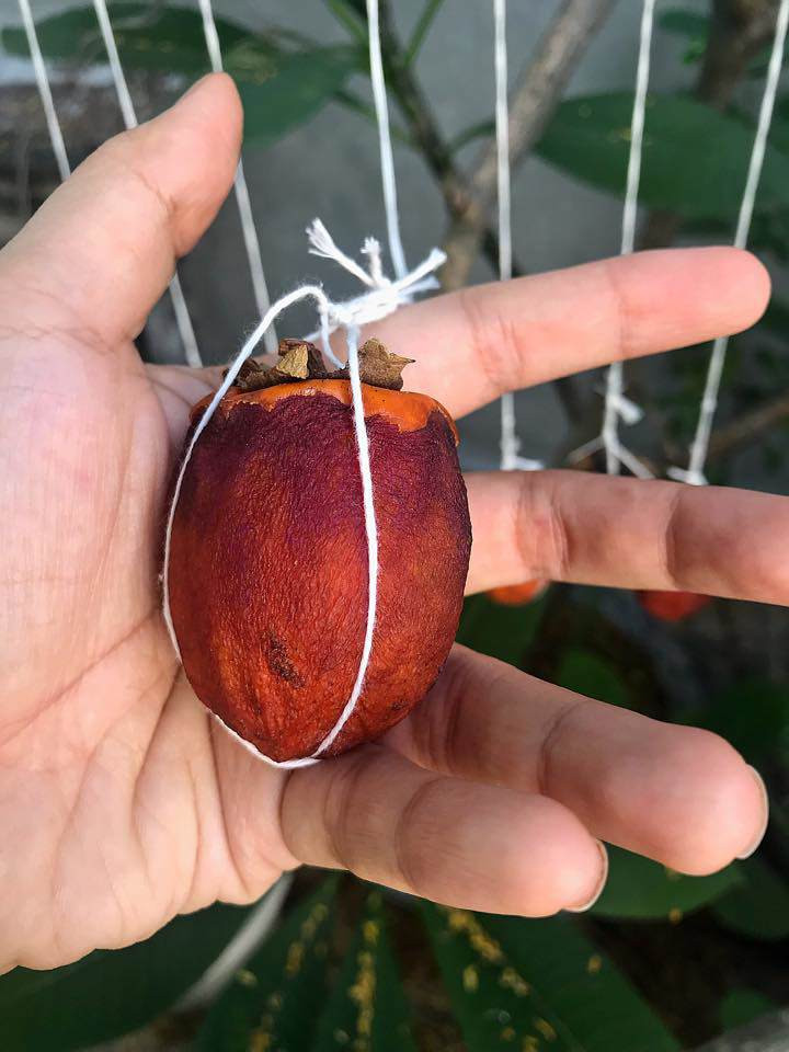 Tại sao người ta làm được quả hồng nhìn xịn như ngoài quán bán mà hội chị em vất vả nửa tháng chỉ được một mớ hồng mốc.