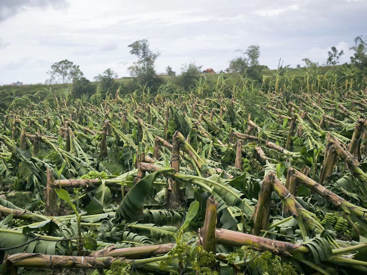Trước tình hình đó, netizen ở khắp nơi đã cùng nhau kêu gọi, chung tay để giải cứu nông sản giúp đồng bào lũ lụt.