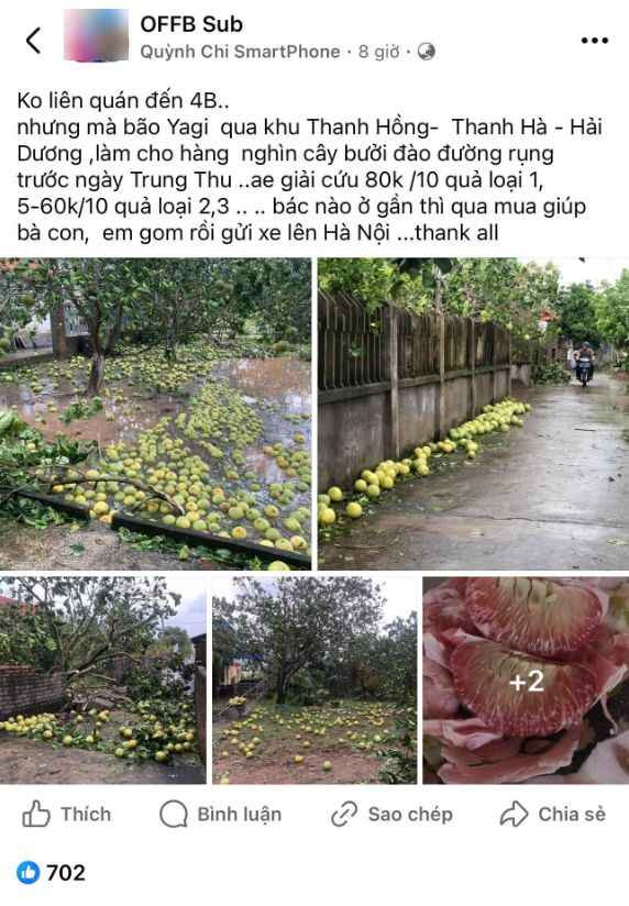 Cụ thể, tại xã Thanh Hồng, huyện Thanh Hà, tỉnh Hải Dương, diện tích lớn trồng bưởi của bà con bị mưa bão làm gãy, quả rụng rất nhiều. Dù bưởi chưa tới độ ngon nhất, tuy nhiên ở thời điểm hiện tại quả to và ăn vẫn rất ngon.