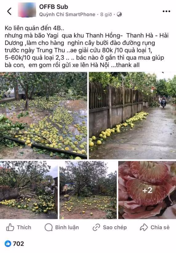 Cụ thể, tại xã Thanh Hồng, huyện Thanh Hà, tỉnh Hải Dương, diện tích lớn trồng bưởi của bà con bị mưa bão làm gãy, quả rụng rất nhiều. Dù bưởi chưa tới độ ngon nhất, tuy nhiên ở thời điểm hiện tại quả to và ăn vẫn rất ngon.