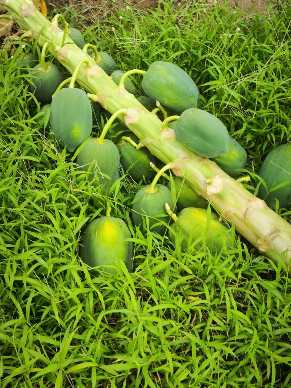 Chuối và đu đủ tuy còn xanh nhưng hoàn toàn có thể tận dụng để chế biến rất nhiều món ăn. Chuối xanh có thể dùng để nấu, đu đủ xanh có thể là nộm hay trộn gỏi. Giá bán cũng chỉ có 5k/kg chuối và 6k/kg đu đủ.