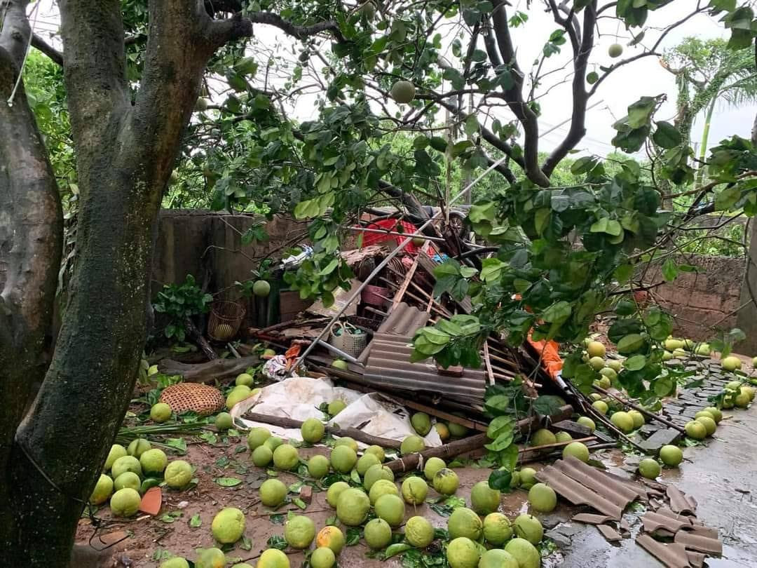 Hình ảnh bưởi rụng hàng loạt do bão khiến nhiều người xót xa (Ảnh: Page Đoàn TNCS HCM xã Thanh Hồng)
