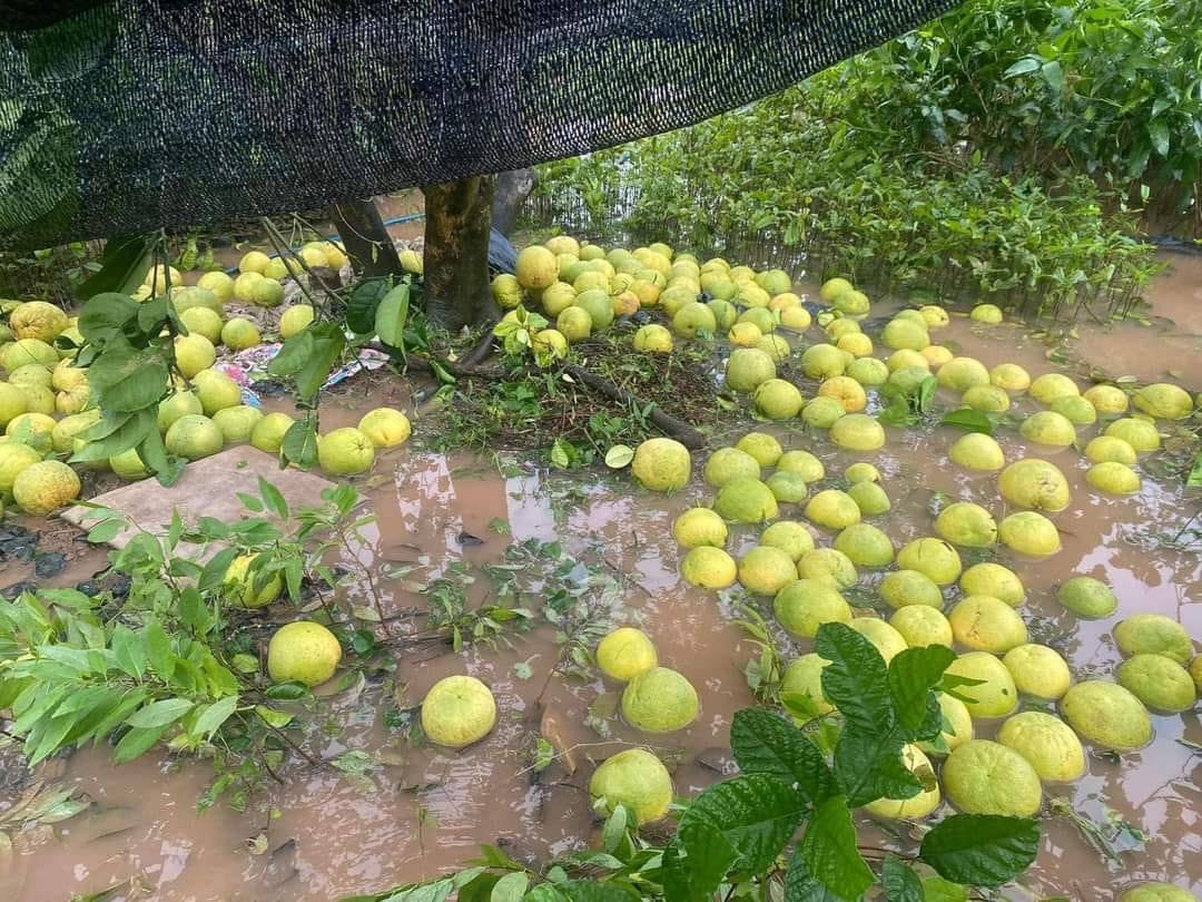 Rất nhiều cây cối đã bị gió bão thổi gãy rạp dù đang ở cận kề thời điểm thu hoạch. Vì vậy, anh chàng đã đăng bài nhờ mọi người cùng giải cứu.