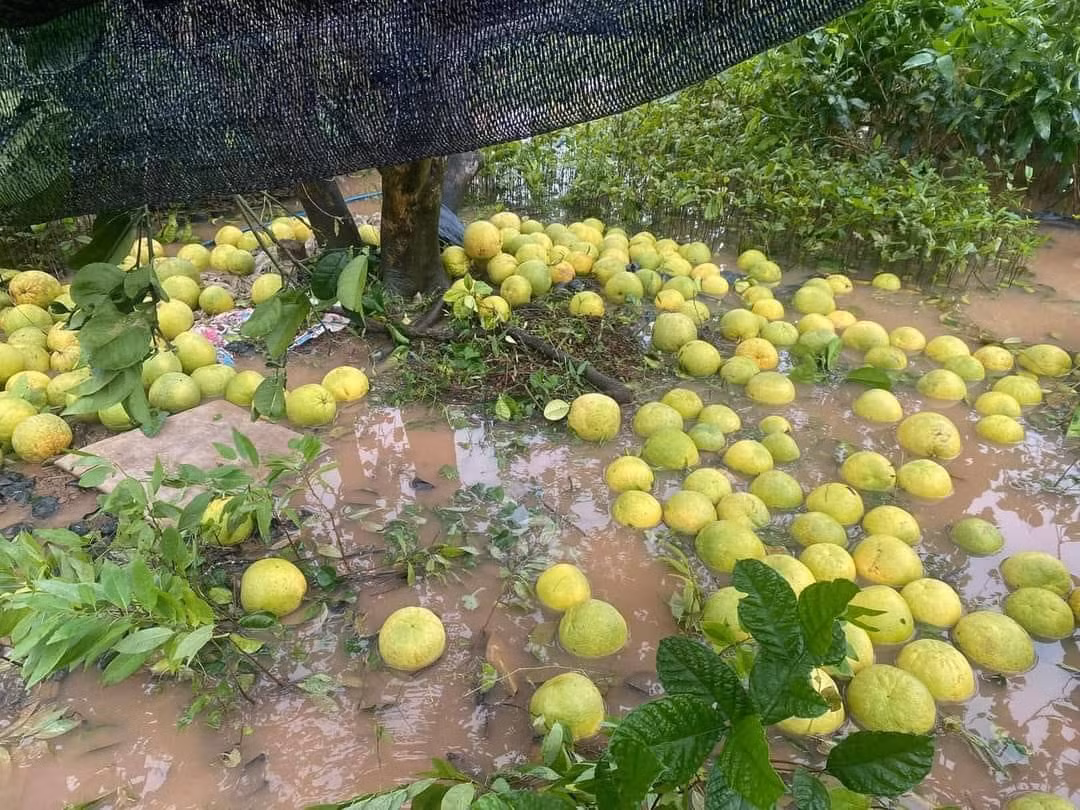 Rất nhiều cây cối đã bị gió bão thổi gãy rạp dù đang ở cận kề thời điểm thu hoạch. Vì vậy, anh chàng đã đăng bài nhờ mọi người cùng giải cứu.