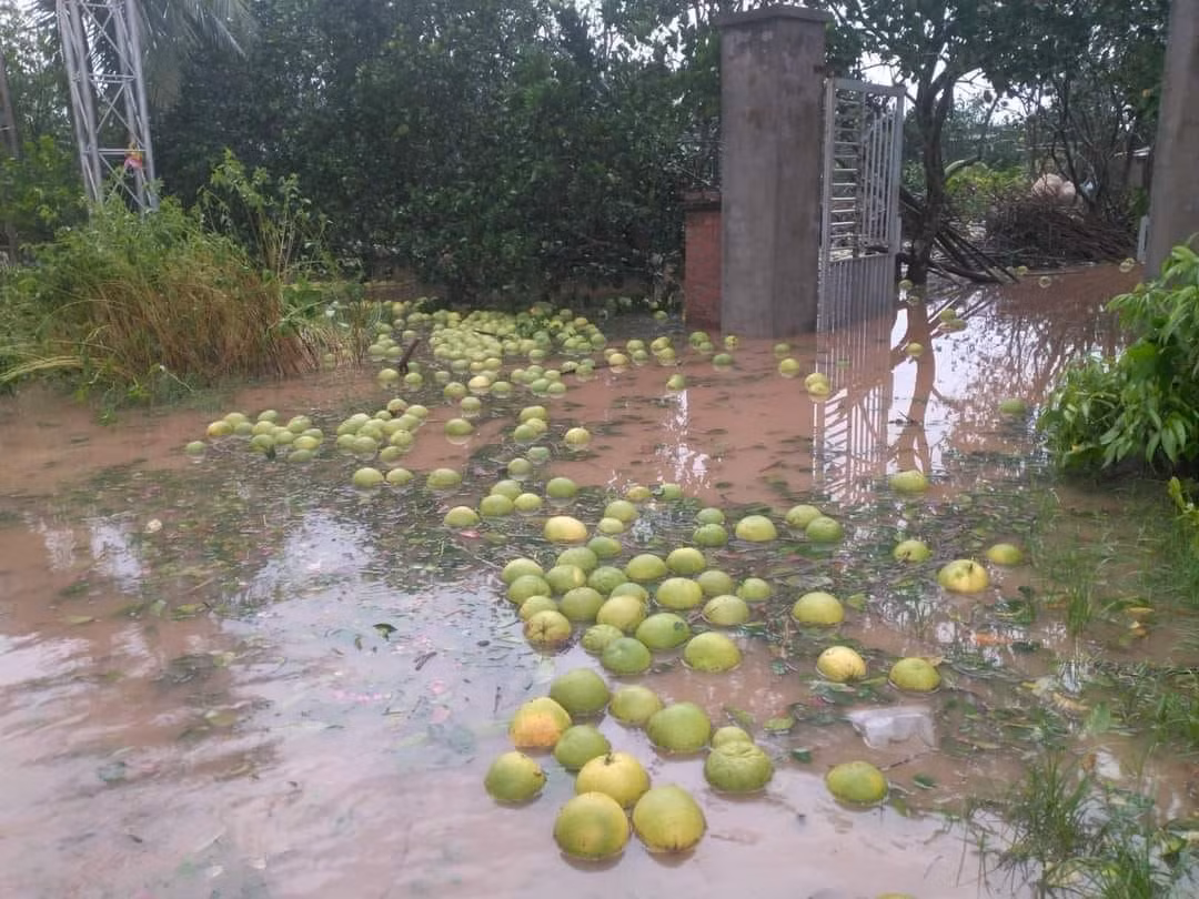 Chứng kiến cảnh cả vườn bưởi rụng, nhiều người không khỏi xót xa.